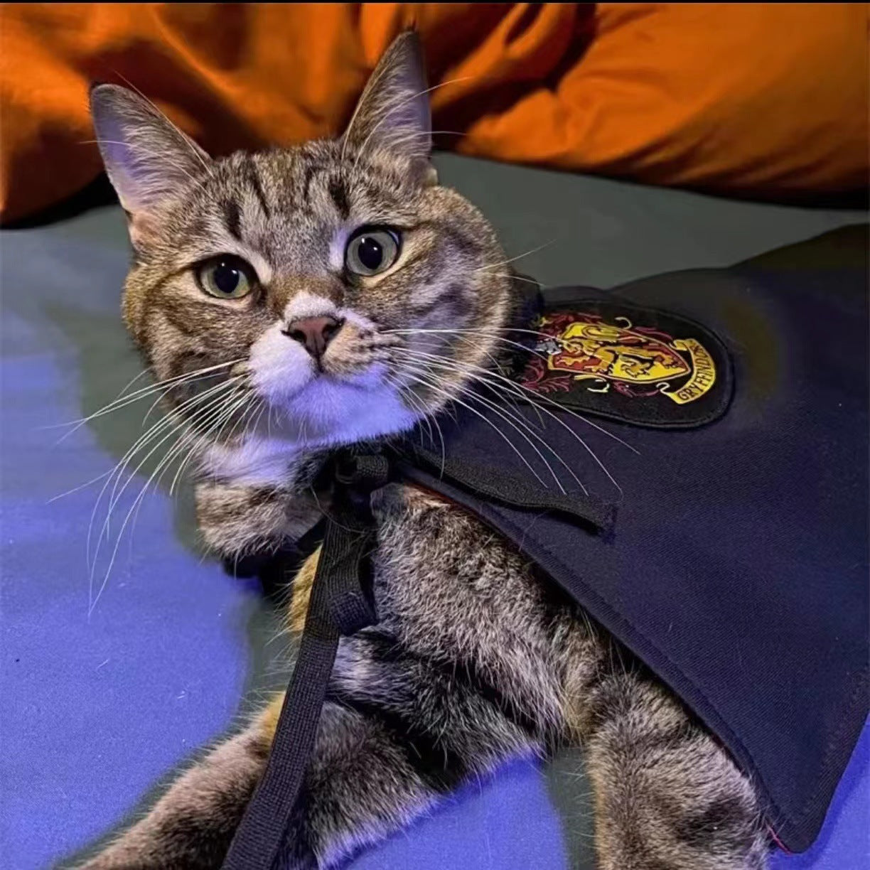 One-Size Hooded Pet Cloak – Cozy Halloween Cape for Dogs & Cats | Cute Pet Costume Outfit | Midnight Pet Cloak，PetCostume，HowloweenChallenge，HalloweenCat，SafeForPets，HalloweenSale