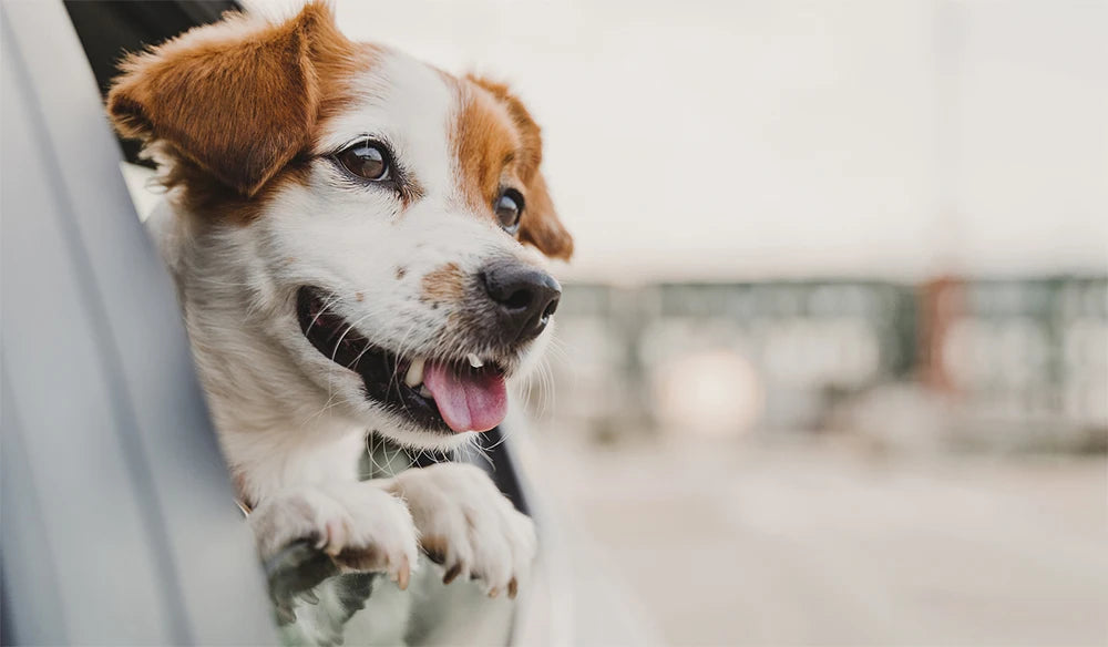 Dog Car Seat Cover Waterproof Pet Travel Dog Carrier Hammock Car Rear Back Seat Protector Mat Safety Carrier For Dogs